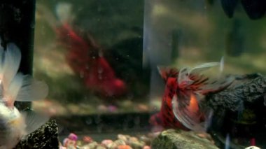 Farklı boyutlarda güzel balıklar akvaryum suyunda yüzerler. Kayalar, kabuklar ve balıklara oksijen baloncukları sağlayan hava pompalarıyla dolu renkli bir akvaryum. Akvaryum balığı.