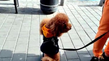 İki kaniş sokakta, biri scooterın üzerinde duruyor. Köpekler..