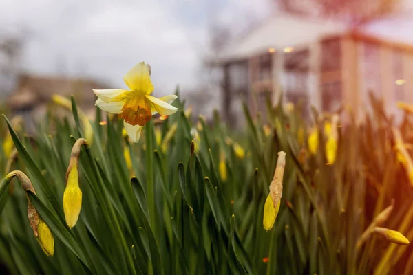 Gelbe Narzissen Garten — Stockfoto