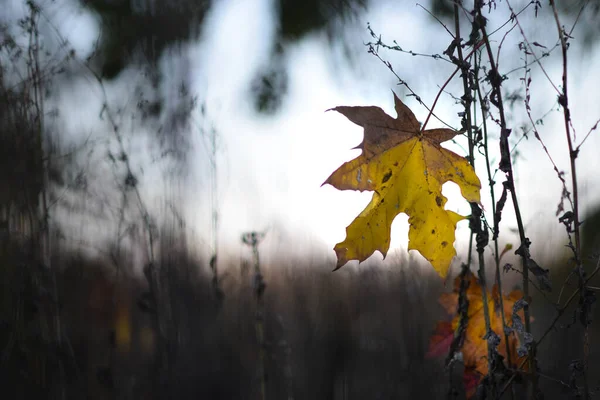 Çayırda Bir Yerlerde Düşmüş Akçaağaç Yaprağı — Stok fotoğraf