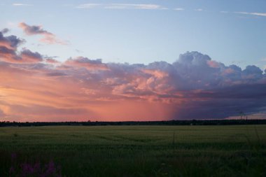 Yeşil tarlalarda pembe bulutlar. Yüksek kalite fotoğraf