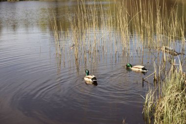 Göldeki ördekler. Yüksek kalite fotoğraf