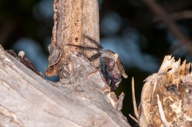 Islamorada, Florida in the keys. Mangrove tree crab, (Aratus pisonii) is a scavenger and predator of small invertebrates and some protists. 