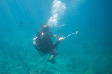 Maui, Hawaii.   A scuba diver putting on a show in the Pacific Ocean while holding bait to feed fish for tourists in a submarine.