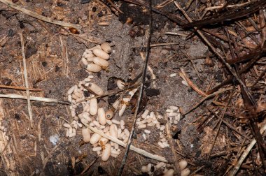 Maui, Hawaii.   A scuba diver putting on a show in the Pacific Ocean while holding bait to feed fish for tourists in a submarine.