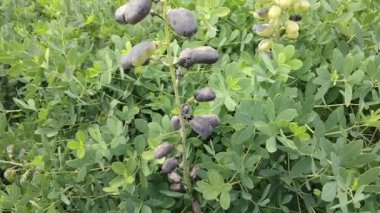 Mavi yabani çivit tohumları (Baptisia australis) yağmur bahçesinde.