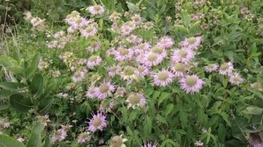 Vahşi Bergamot, Monarda fistulosa ile dolu parkta bir tarla..