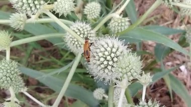 Vadnais Heights, Minnesota. Altın başlı asker böcek (Chauliognathus pensylvanicus) Çıngıraklı Yuccifolium Ustası 'na tırmanır. 