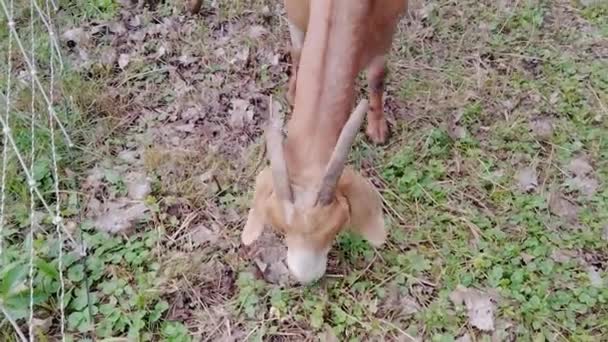 Pequeño Canadá Minnesota Gervais Park Cabras Contratadas Para Limpiar Las — Vídeos de Stock