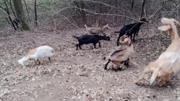 Little Canada Minnesota Gervais Park Chèvres Embauchées Pour Nettoyer Les — Video