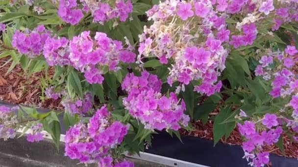 Krásný Květinový Záhon Podzimu Phlox Phlox Paniculata Létě — Stock video