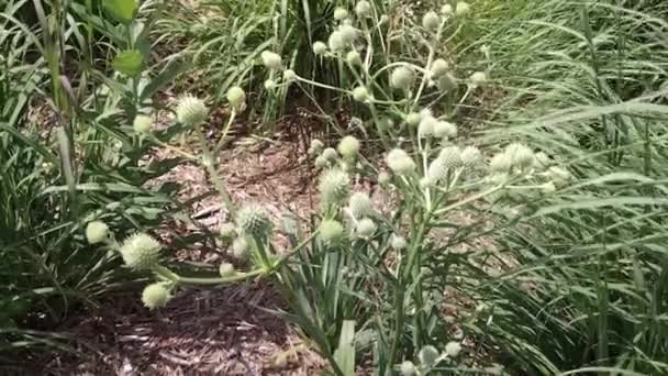 Chřestýš Master Eryngium Yuccifolium Bylinná Trvalka Petrželky — Stock video
