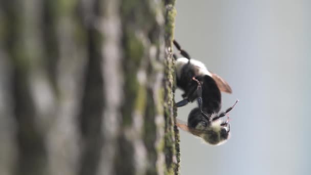 明尼苏达州Vadnais Heights 在东部常见的熊蜂中 Bombus很不耐烦 晚上在树干旁边交配 — 图库视频影像