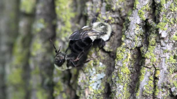 明尼苏达州Vadnais Heights 在东部常见的大黄蜂中 Bombus不耐烦地在树干旁边交配 — 图库视频影像
