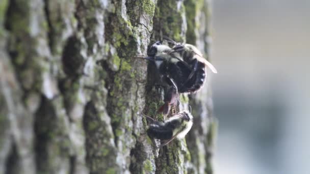 Vadnais Heights Stanie Minnesota Dwie Pszczoły Common Eastern Bumble Bombus — Wideo stockowe