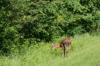 Maui, Hawaii. Kealia Pond Ulusal Vahşi Yaşam Sığınağı. Yetişkin bir Gezgin Tattler, Tringa incana kışın tüylerini gölette serpiyor..