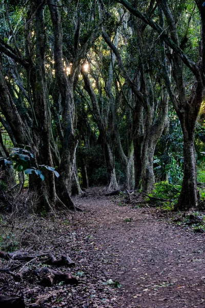 Мауи Гавайи Национальный Заповедник Килии Понд Взрослый Бродячий Стукач Тринга — стоковое фото