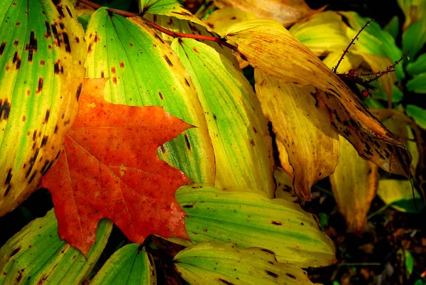 ウィスコンシン州 ベイフィールド郡 チャメゴン ニコレット国立の森 偽のソロモンのカエデの葉 秋にシール — ストック写真