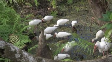 Napoli, Florida. Tirbuşon Bataklık Sığınağı. Beyaz Ibis sürüsü, (Eudocimus albus) bataklıkta kerevit ve kurbağa arıyor..