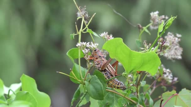 나폴리 플로리다 코르크 보호구역 Lubber Grasshopper Romalea Microptera Feeding Climbing — 비디오