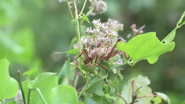 フロリダのナポリ コルクスクリュー湿地保護区 南東Lubber Grasshopper Romalea Microptera Feeding Climing Hempvine — ストック動画