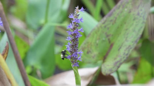 Neapol Floryda Korkociąg Bagienny Sanktuarium American Bumble Bee Bombus Pensylvanicus — Wideo stockowe