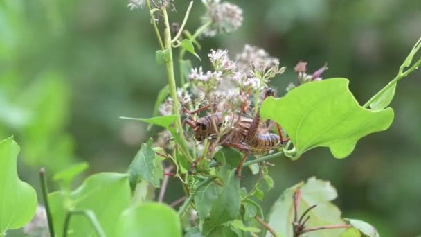 Napoli Florida Tirbuşon Bataklık Sığınağı Güneydoğu Lubber Çekirgesi Romalea Mikropterası — Stok video