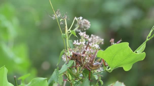 Napolissa Floridassa Korkkiruuvien Suoalue Kaakkois Lubber Grasshopper Romalea Microptera Ruokinta — kuvapankkivideo