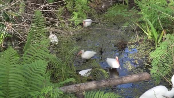 那不勒斯 佛罗里达州 Corkscrew沼泽保护区 一群白伊比斯 Eudocimus Albus 在沼泽地里搜寻小龙虾和青蛙 — 图库视频影像