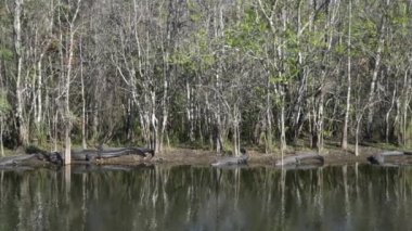 Ochopee, Florida 'da. Yedi Amerikan Timsahı 