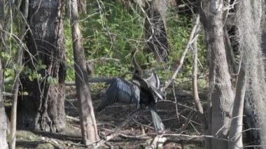 Napoli, Florida. Yetişkin erkek Anhinga, Anhinga anmeninga, kanatlarını kurutuyor ve bataklıklarda güneşleniyor.. 