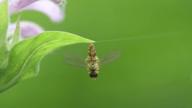 Küçük Kanada, Minnesota. Gervais Parkı. Bir çift doğu kaligrafı çiçek sineği, Toxomerus geminatus vahşi bir bergamot yaprağının üzerinde dönerken ve dönerken çiftleşiyorlar..