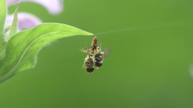 Küçük Kanada, Minnesota. Gervais Parkı. Bir çift doğu kaligrafı çiçek sineği, Toxomerus geminatus vahşi bir bergamot yaprağının üzerinde dönerken ve dönerken çiftleşiyorlar..