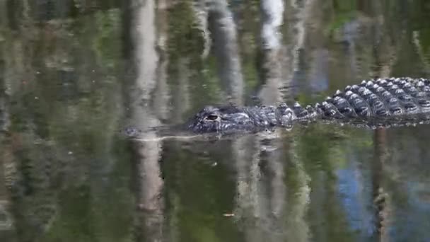 Ochopee Florida Close Jacaré Americano Alligator Mississippiensis Nadando Pântano Nos — Vídeo de Stock
