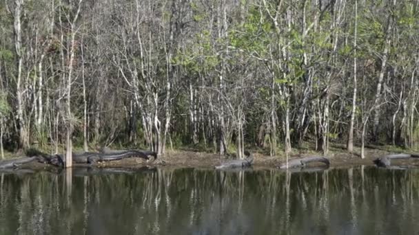Ochopee Florida Sedm Amerických Aligátorů Aligator Mississippiensis Opalování Břehu Bažiny — Stock video