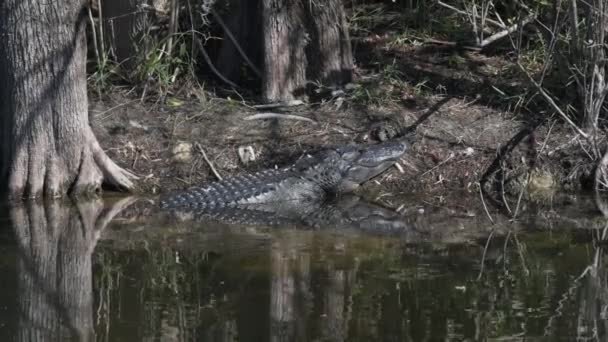 Ochopee Florida Amerikan Timsahı Timsah Missippiensis Everglades Teki Bataklıkta Güneşleniyor — Stok video