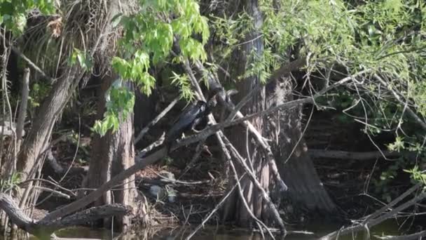 Флорида Национальный Парк Эверглейдс Взрослый Anhinga Anhinga Anhinga Бьет Рыбу — стоковое видео