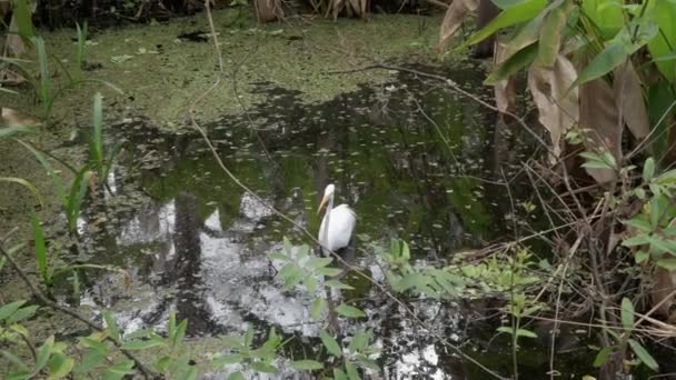 Napels Florida Corkscrew Moeras Sanctuary Grote Zilverreiger Ardea Alba Jagen — Stockvideo