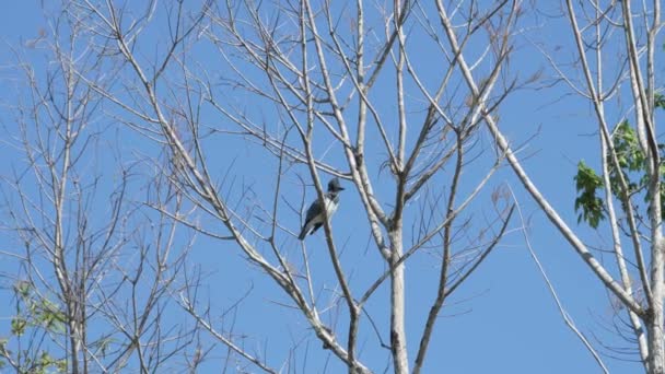 Florida Everglades Nationalpark Ausgewachsener Eisvogel Megaceryle Alcyon Thront Einem Baum — Stockvideo