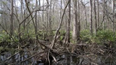 Napoli, Florida. Everglades 'teki tirbuşon bataklık sığınağı. Çam düzlükleri, ıslak çayırlar, bataklık ve Kuzey Amerika 'nın en büyük vahşi selvi ormanlarını içerir.. 