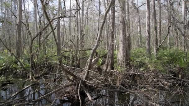 フロリダのナポリ エバーグレーズのコルクスクリュー湿地保護区 北米最大の原生林であるマツ林 湿性草原 湿原などがあります — ストック動画