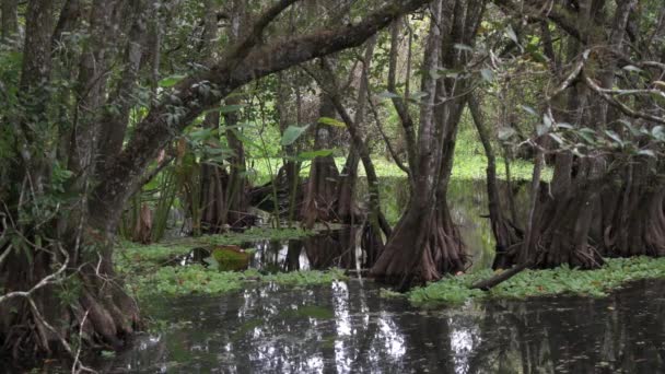 Neapel Florida Korkskruv Träsk Fristad Skallig Cypress Taxodium Distichum Korkskruv — Stockvideo