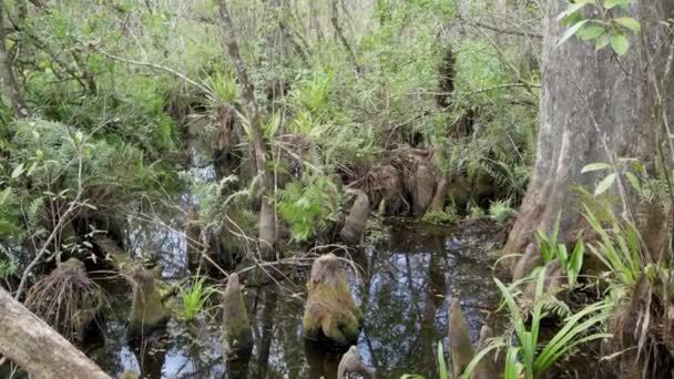 フロリダのナポリ エバーグレーズのコルクスクリュー湿地保護区 北米最大の原生林であるマツ林 湿性草原 湿原などがあります — ストック動画