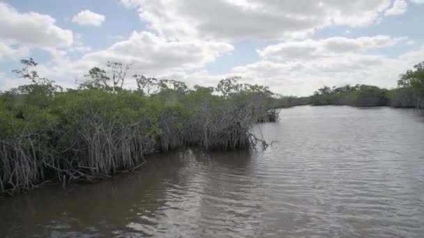 Ochopee Florida Everglades Bir Mangrov Ormanı Manzarası Vardı Everglades Kuzey — Stok video