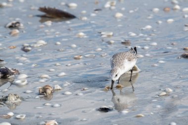 Florida; Yetişkin Sanderling, (Calidris alba) Sanibel Adası 'nda küçük yengeçleri, kabukluları, yumuşakçaları ve deniz solucanlarını araştırıyor..