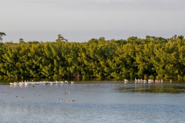 Florida mı? Amerikan Beyaz Pelikanları (Pelecanus erythrorhynchos) ve Roseate Spoonbills (Platalea ajaja) J.N. Sanibel Adası 'ndaki Ding Darling Ulusal Vahşi Yaşam Sığınağı. 