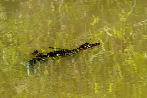 フロリダのコープランド Fakahatcheeストランド州立保護区 エバーグレーズの沼で泳ぐ若いアメリカのワニ ワニのミッシピエンシス と少年たちに見つかった黄色の糸で — ストック写真