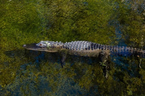 Ochopee Американский Аллигатор Alligator Mississippiensis Плавает Ясном Виде Через Озеро — стоковое фото