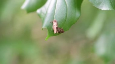 Vadnais Heights, Minnesota. John H. Allison Ormanı. Çimen tüp solucanı güvesi; Kropolofos morus 'un Buckthorn yaprağı üzerinde çiftleşmesi