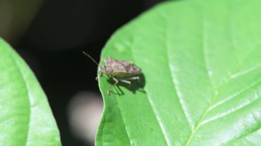 Vadnais Heights, Minnesota. John H. Allison Ormanı. Dusky Stink Bug, Euschistus Tristigmus Buckthorn yaprağında.